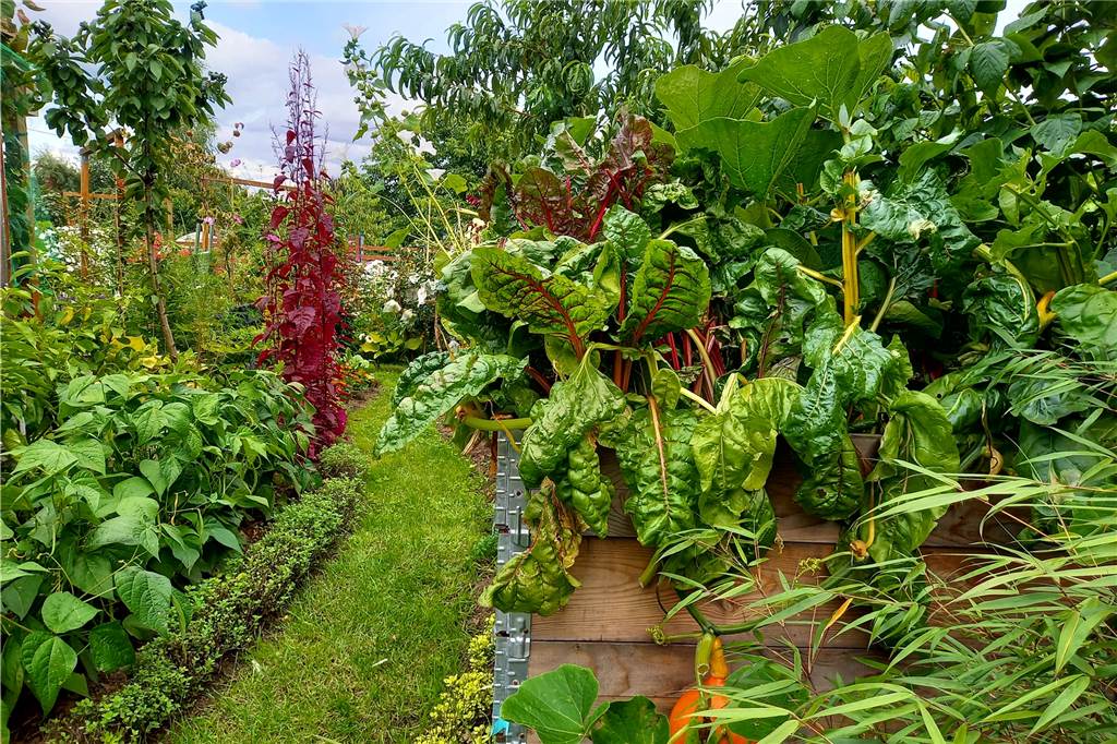 Der Garten zum Austoben und Entspannen: „Hier finden wir Ausgleich“ Knapp 200 verschiedene Pflanzenarten wachsen und blühen hier auf engstem Raum. „Das ist gar nicht so schwer", sagt Ralph Reinecke, "man muss nur wissen, was die Pflanzen brauchen."