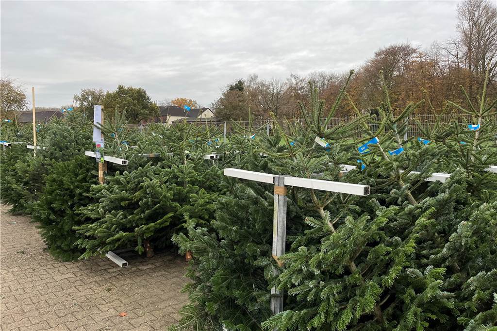 Weihnachtsbäume in Lünen werden teurer: Ein Händler ist die Ausnahme Knapp 4000 Bäume werden in diesem Jahr voraussichtlich bei Blumen Risse in Lünen verkauft.