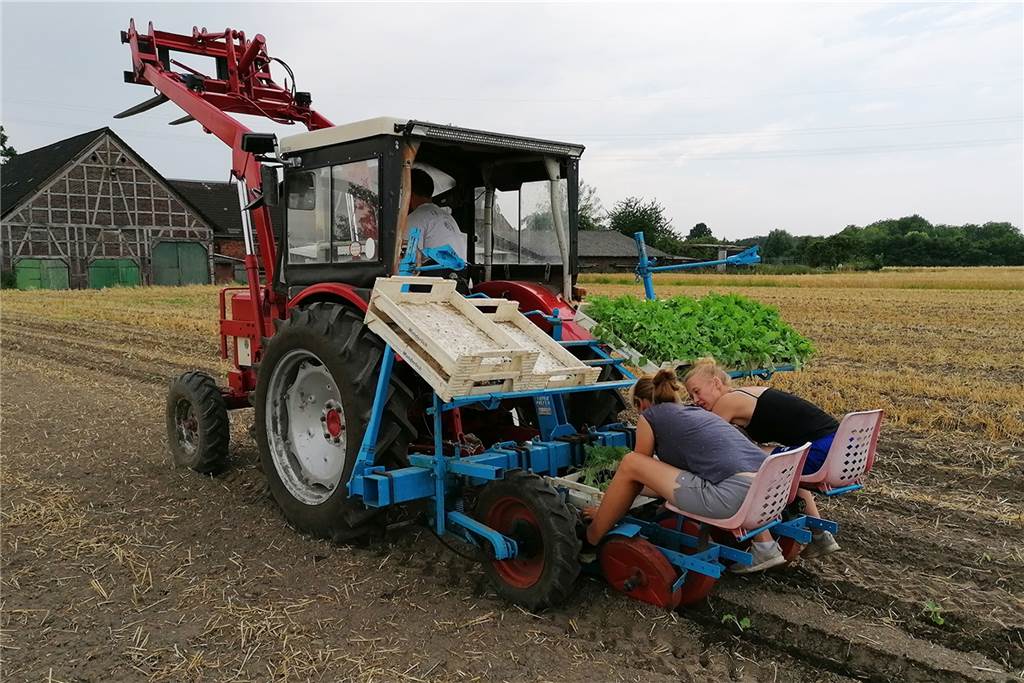 Frisch vom Feld auf den Markt: Gemüsehandel in Dortmund ist Familienprojekt Knochenarbeit auf dem Feld: 8500 Setzlinge pflanzten Nina und Sascha Michels mit ihren beiden Helferinnen aus.