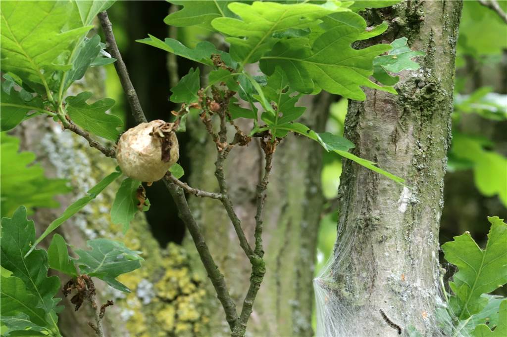 Knubbel in Eichen in Selm: Baum-Profi Guido Vortmann kennt den Grund Knubbel in der Eiche sind sogenannte Gallen, die Kinderstube der Gemeinen Eichengallwespe.