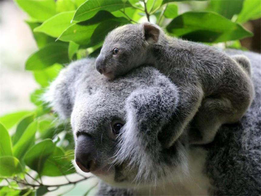 Koalas zur «gefährdeten Art» in Queensland erklärt Koalas im Duisburger Zoo: In Autralien gehen die Bestände der Beutelsäuger zurück. Foto: Roland Weihrauch/Archiv