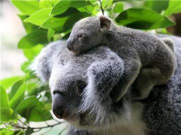 Koalas im Duisburger Zoo: In Autralien gehen die Bestände der Beutelsäuger zurück. Foto: Roland Weihrauch/Archiv