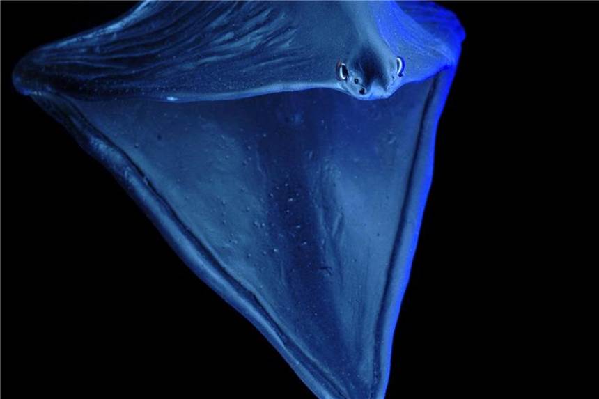 Forscher filmen Aal mit Riesenmaul "Komische Ballon-Kreatur": Illustration des Pelikanaals (Eurypharynx pelecanoides). Foto: Sven Tränkner/Senckenberg Gesellschaft