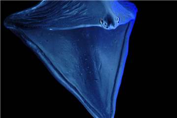 "Komische Ballon-Kreatur": Illustration des Pelikanaals (Eurypharynx pelecanoides). Foto: Sven Tränkner/Senckenberg Gesellschaft