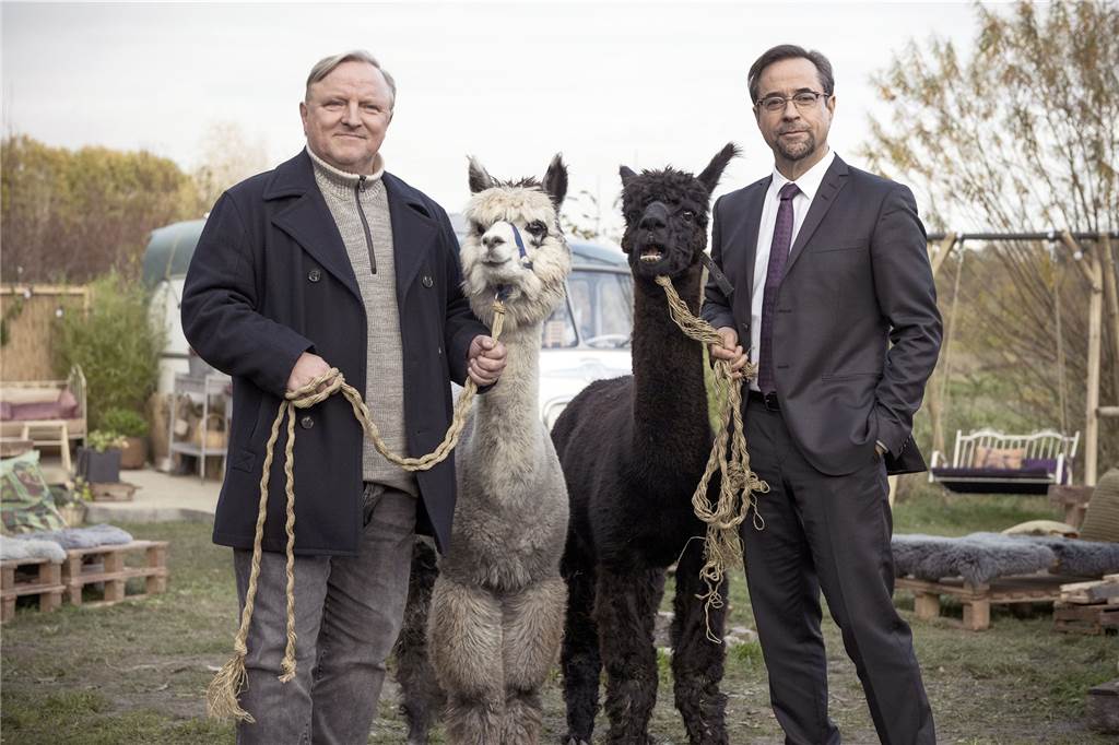 Der Münster-„Tatort“ wird 20: Deutschlands populärster Krimi Kommissar Frank Thiel (Axel Prahl, l) und Prof. Karl-Friedrich Boerne (Jan Josef Liefers, r) mit zwei Alpakas in einer Szene aus „Tatort: Rhythm and Love“.