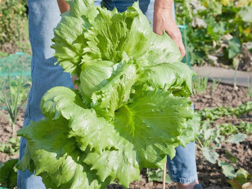 Soll ich mein Gemüse am besten morgens ernten? Kopfsalat wird am besten direkt vor dem Verzehr oder morgens geerntet. Im Laufe des Tages werden seine Blätter schlaffer. Foto: Kai Remmers/dpa-tmn