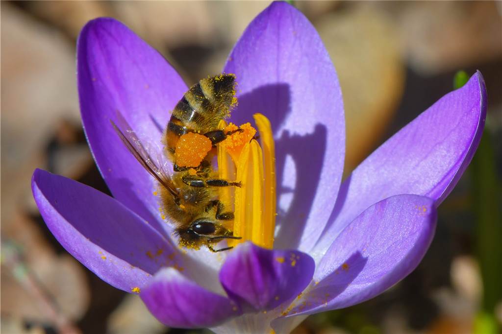 Imkerin Karina Möllers gibt Tipps für einen insektenfreundlichen Garten Kopfüber sammelt eine Biene Nektar und Blütenpollen auf einem Krokus.