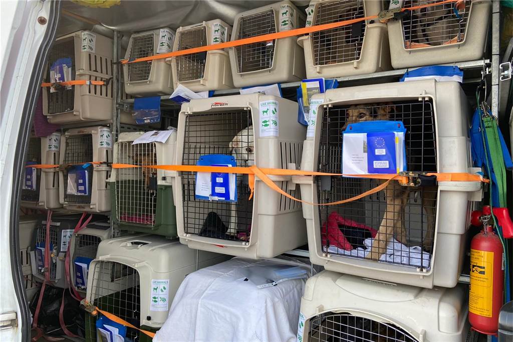 Dieser Dorstener Tierschützer hat 33 ungarische Hunde gerettet Kostbare Fracht: Der eigens umgerüstete Sprinter war gefüllt mit Transportboxen.