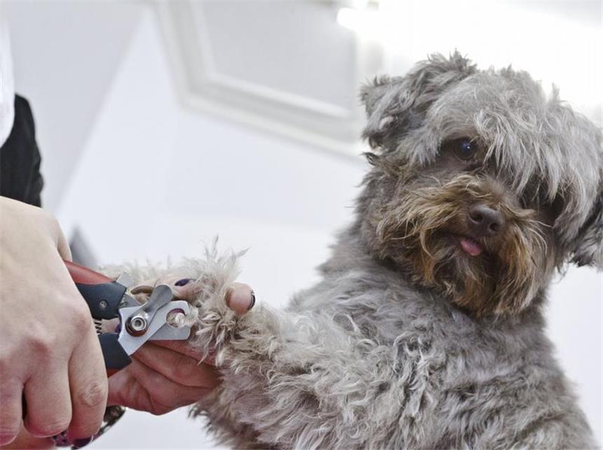 Im Hundesalon auf Hygiene achten Krallen stutzen: In guten Hundesalons gehört dies zur Grundpflege dazu. (Bild: Scholz/dpa/tmn)