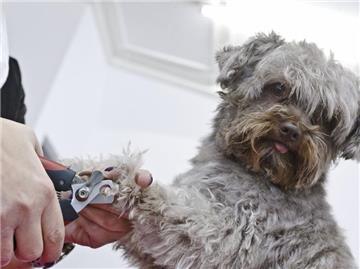 Krallen stutzen: In guten Hundesalons gehört dies zur Grundpflege dazu. (Bild: Scholz/dpa/tmn)