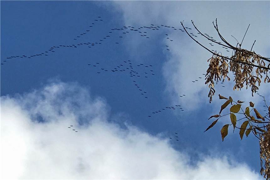 Zu Simjü fliegen nicht nur Besucher in Karussells durch die Luft, sondern auch Kraniche Kraniche fliegen in Höhe der Saline über Werne am Kirmesmontag.