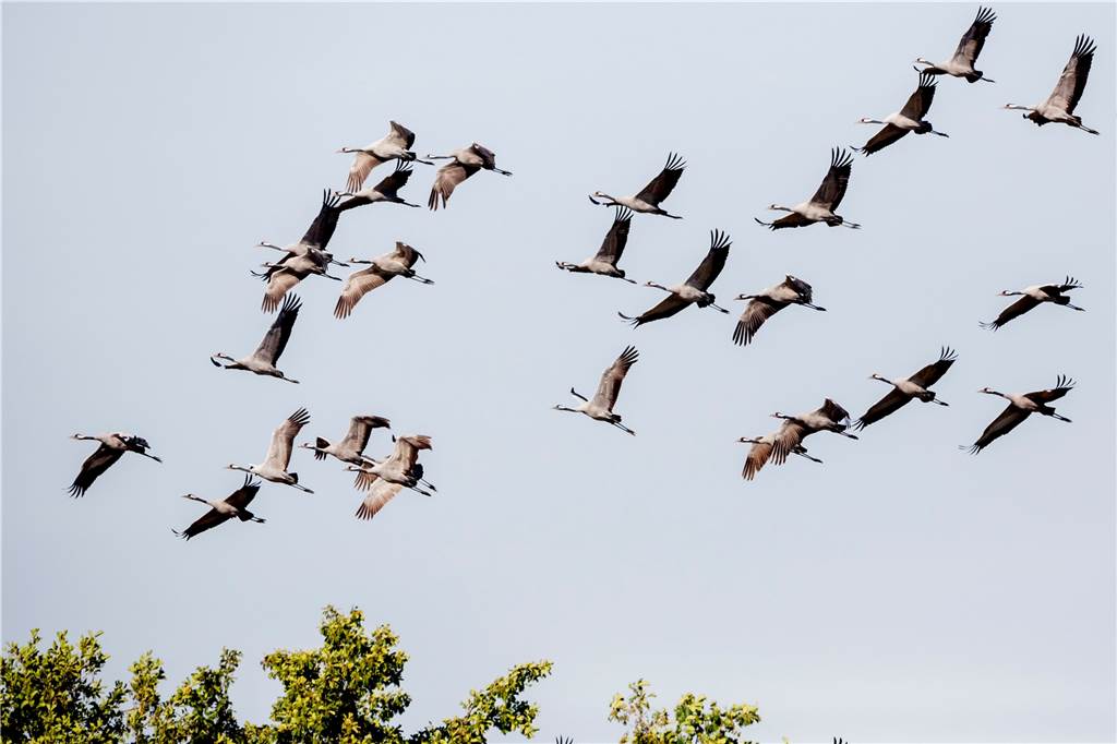 Vogelzug in Richtung Süden hat begonnen: So erkennen Sie, ob es sich um Kraniche handelt Kraniche sind gut durch ihre Laute und ihr Gefieder zu erkennen. Es gibt weitere Anhaltspunkte, wie man Kraniche von Gänsen unterscheiden kann.