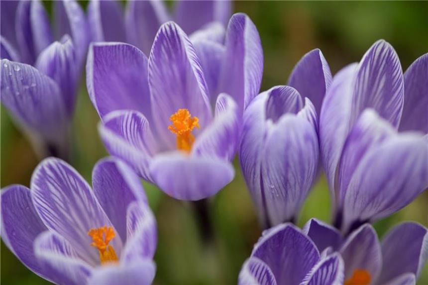 So pflanzt man den Elfenkrokus ganz natürlich Krokusse erfreuen das Auge am Winterende. Foto: Sven Hoppe/dpa