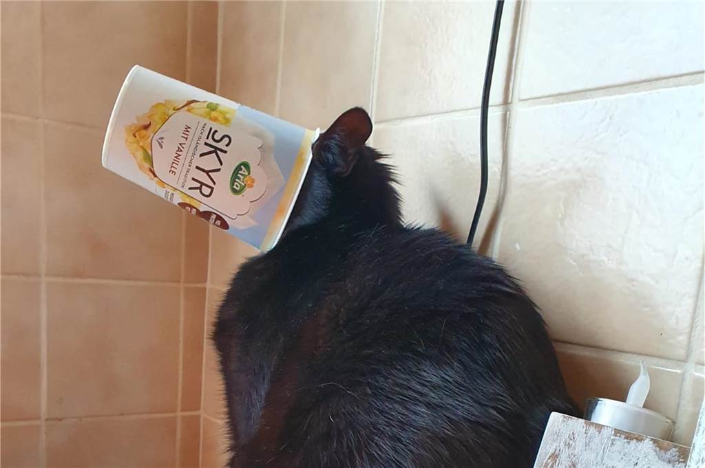 Katze