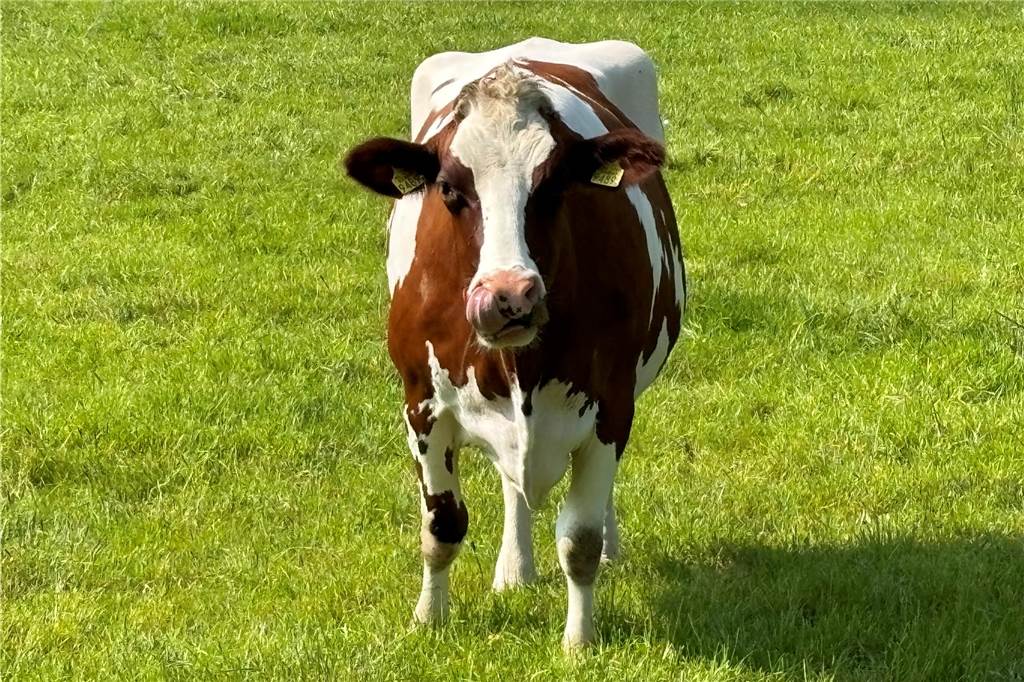 Eine Kuh