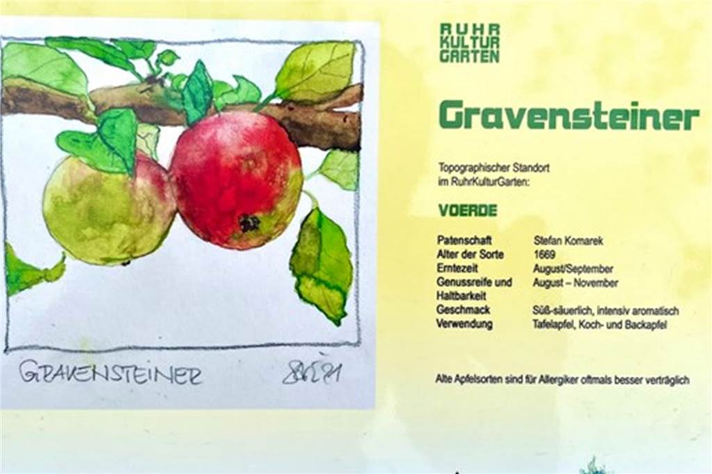Ruhr-Kultur-Garten in Dorsten vor dem Apfelblütenfest in voller Pracht Künstlerin Brigitte Stüwe hat für die Informationstafeln der Bio-Station die jeweiligen Aquarelle der Apfelsorten gestaltet.