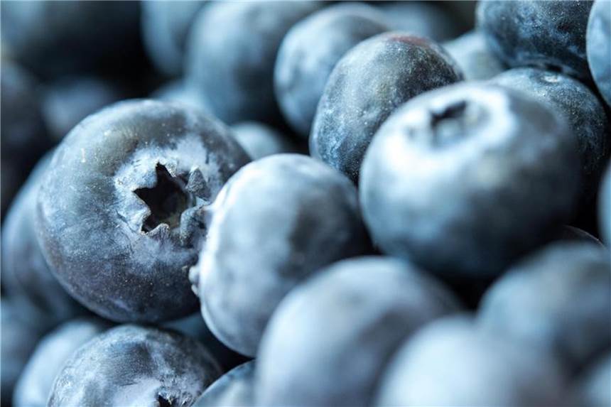 Kulturheidelbeeren (Vaccinium) sind größer und weniger intensiv im Geschmack als die wildwachsenden Heidelbeeren. Foto: Andrea Warnecke