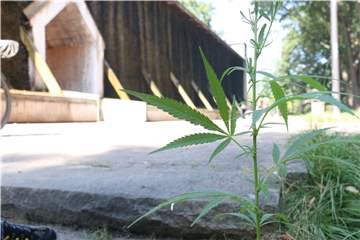 Kurioser Fund und eine Anlaufstelle für Kiffer? Eine einzelne Cannabispflanze hat ein Hobby-Botaniker an der Saline in Werne gefunden.