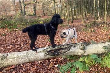 Labradoodle Bella vom Lindenhof (l.) und ihr Freund Joshi, einer der Altdeutschen Möpse unserer Autorin Elke Jansen, dürfen sich auch mal ins Gebüsch schlagen. Weil sie - tatsächlich - gehorchen.