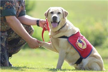 Labrador Retriever "Amilia" soll im Rahmen eines Pilotprojekts traumatisierten Bundeswehrsoldaten helfen. Foto: Danny Gohlke