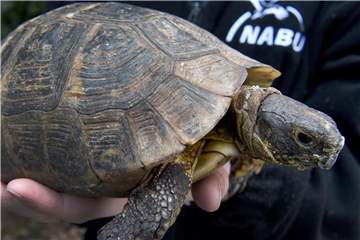 Landschildkröten werden etwa 100 Jahre alt. Foto: Holger Hollemann
