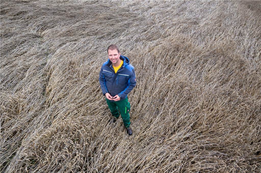 Zwangspause für Mähdrescher: Dauerregen gefährdet die Getreideernte Landwirt Christian Bomberg steht in seinem Getreidefeld. Die meisten Pflanzen liegen bereits am Boden.