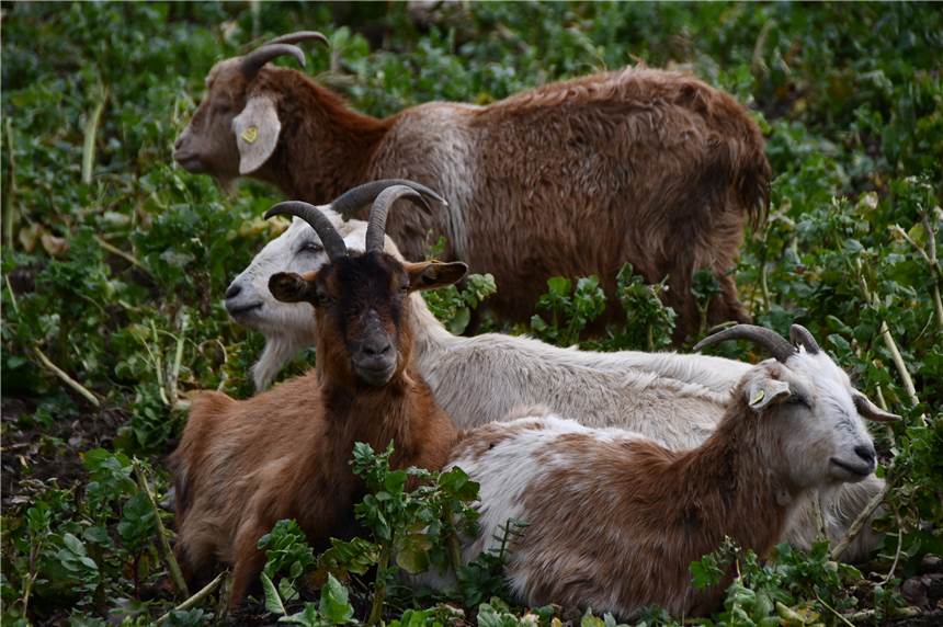 Die Karawane zieht weiter: Lüner Wanderherde ist auf den Feldern Olfens angekommen Landwirt Elias Konzes Wanderziegen gönnen sich eine kleine Verdauungspause.
