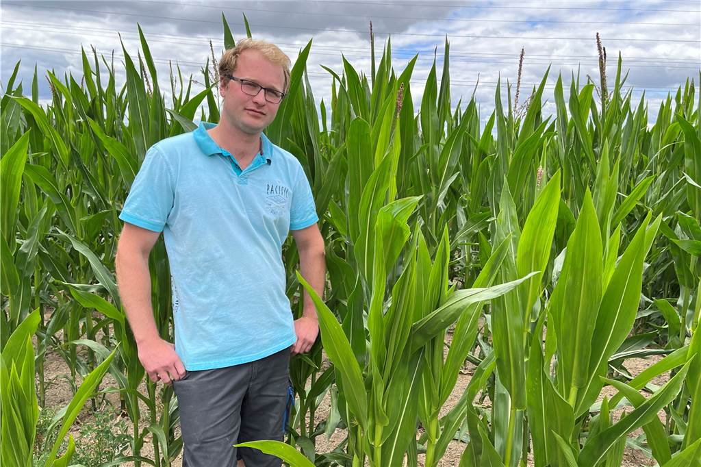 Landwirt aus Herbern: Diese Pflanze leidet besonders unter der Hitze Besonders der Mais bereitet Hendrik Eggenstein in diesem Jahr sorgen.