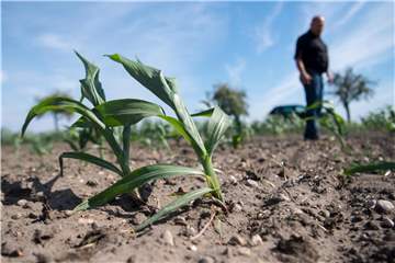 Landwirt Matthias Böbel steht auf einem vertrockneten Feld, auf dem nur wenige Maispflanzen wachsen. Foto: Monika Skolimowska/ZB