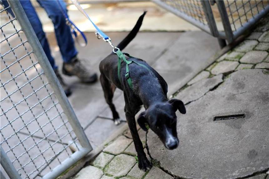 Krallen fauler Hunde regelmäßig kürzen Laufen Hunde viel auf harten Böden, schleifen sich deren Krallen von selbst ab. Foto: Uwe Zucchi