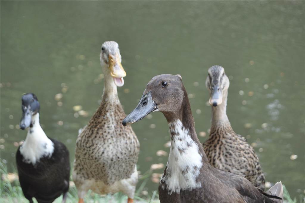 Vom Gärtnerschreck zur beherrschbaren Gefahr: Was macht eigentlich der Buchsbaumzünsler? Laufenten im Schlosspark in Nordkirchen