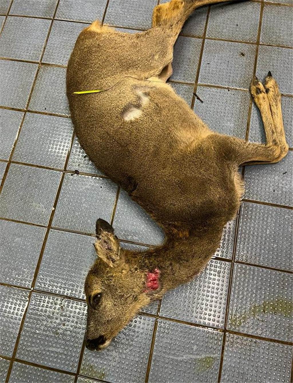 Hundebisse: Jäger findet verendetes Reh am Feldrand in Lavesum Laurenz Gerdes hat das getötete Reh fotografiert. Die Bisswunde ist gut zu sehen.