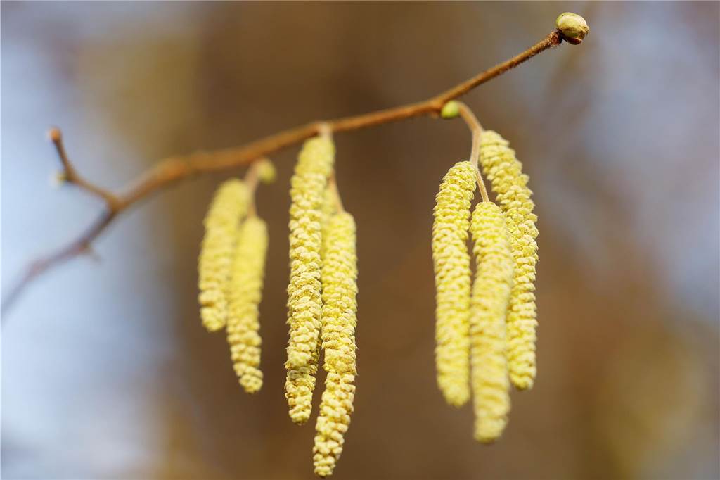 Die Pollen fliegen: Schwerter Allergologe gibt wichtige Tipps Erle