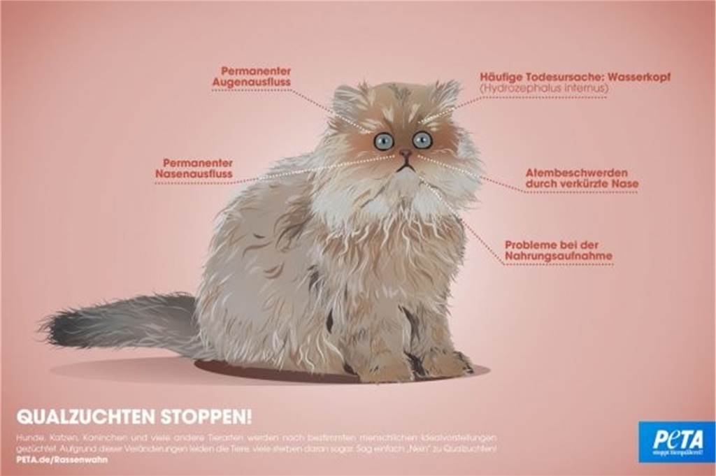 „Rassenwahn“: Peta übt Kritik an Edelkatzen-Ausstellung in Lünen Laut der Tierrechtsorganisation Peta leiden gezüchtete Katzen oftmals an gesundheitlichen Problemen.