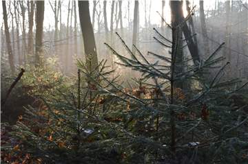 Laut Kersten Blaschczok vom RVR könnte die Trockenheit für das Aus der Fichte in Haltern sorgen.