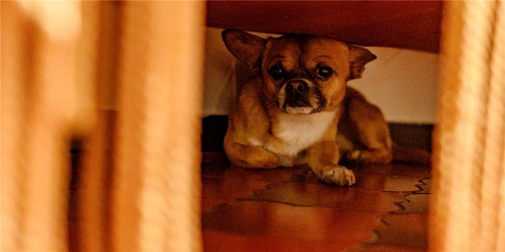 Kritik an Feuerwerk in Selm: „Habe hier einen total verängstigten Hund“ Lautes Feuerwerk bedeutet für viele Tiere Stress. Es gibt Verhaltensregeln, die bei der Angst helfen können.