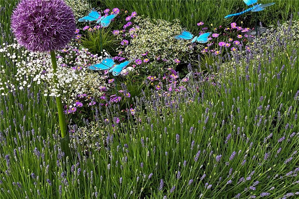 Sixtus-Friedhof: Gräber werden immer öfter mit Schotter zugeschüttet Ein Grab mit Lavendel und Allium.