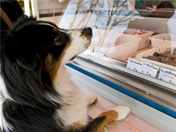 Lecker, rohes Fleisch! Hunde sind dankbare Abnehmer von «BARF»-Kost. Doch Halter müssen sich beim Zusammenstellen große Mühe geben. (Bild: dpa/tmn)