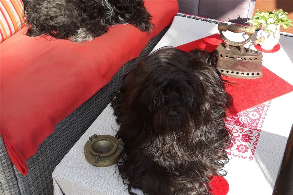 Brunhilde Essers Hunde Lemmy und Matze gehorchen „zwischendurch“ Lemmy und Matze machen es sich bequem.