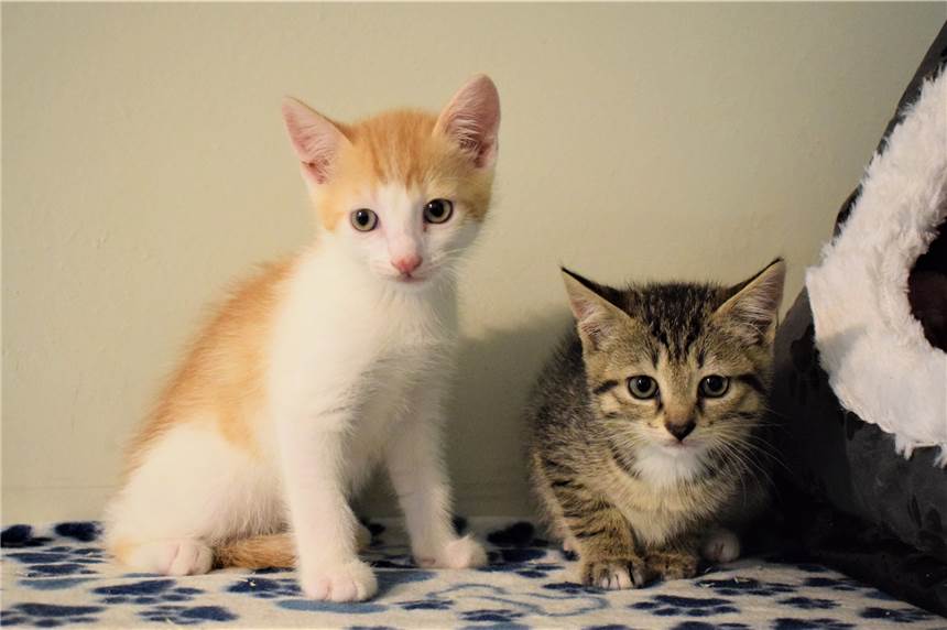 Zwei Katzenbabys aus dem Ahauser Tierheim suchen ein neues Zuhause Leroy (l.) und seine Schwester Jemima (r.) suchen gemeinsam ein neues Zuhause.