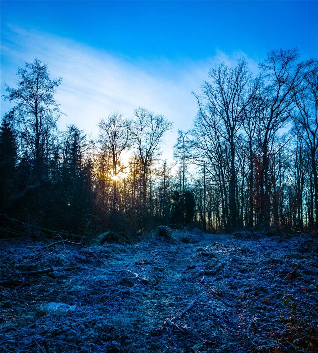 Waldspaziergang im Winter: Noch spannender als im Sommer Leser Markus Arlt hat uns dieses Foto von seinem Winterspaziergang geschickt.