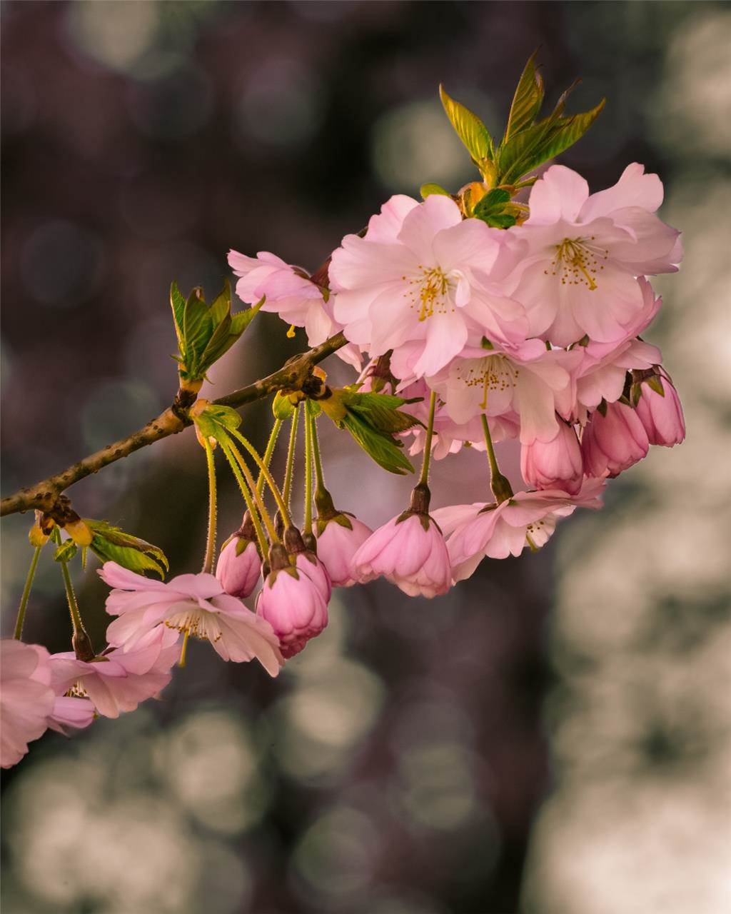 Der Frühling ist da- In der Moltkestraße erblühen die ersten Kirschbäume