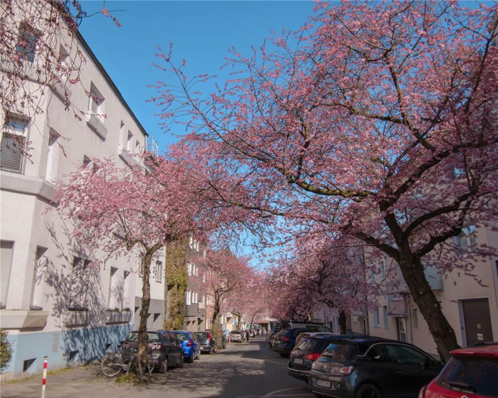 Der Frühling ist da- In der Moltkestraße erblühen die ersten Kirschbäume