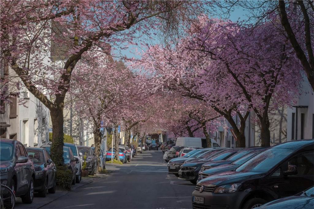Der Frühling ist da- In der Moltkestraße erblühen die ersten Kirschbäume