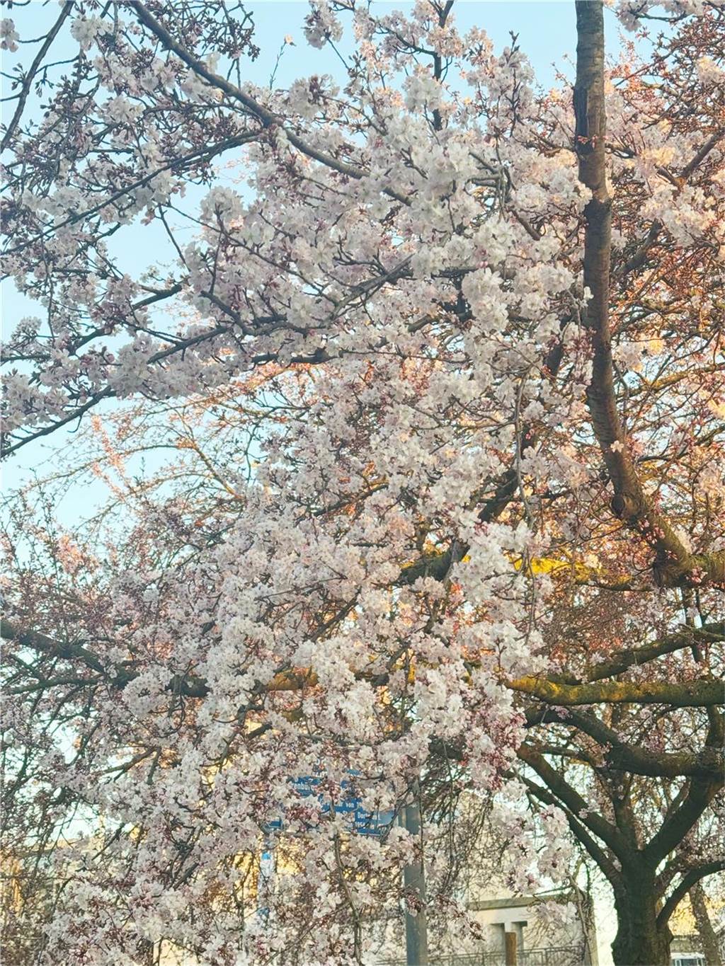 Frühblüher blühen in Dortmund