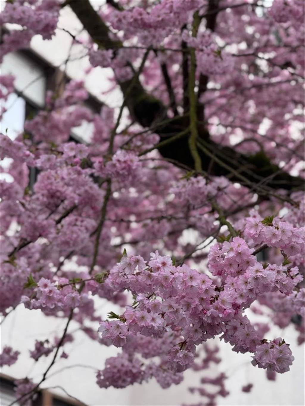 Der Frühling ist da- In der Moltkestraße erblühen die ersten Kirschbäume