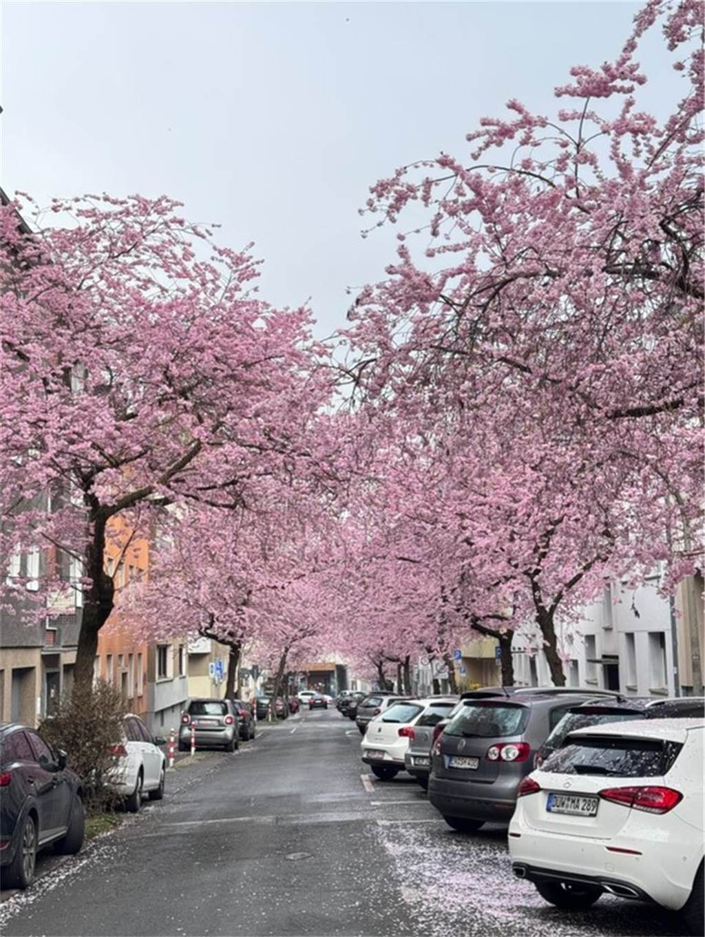 Der Frühling ist da- In der Moltkestraße erblühen die ersten Kirschbäume