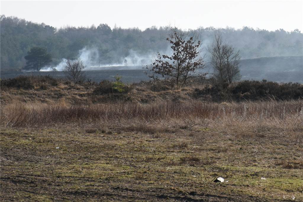 Ruhe zur Brut- und Setzzeit im ehemaligen Truppenübungsgelände Borkenberge verordnet Letzte Spuren der Brandaktion in den Borkenbergen - das Feuer ist fast erloschen.