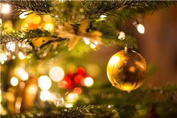 Lieber echt als Plastik: Dazu raten Umweltschützer, wenn es um die Wahl des Weihnachtsbaumes geht. Foto: Friso Gentsch/dpa