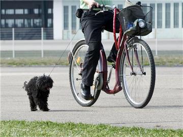 Lieber langsam machen: Vor allem kleine Hunderassen sollten nicht zu schnell neben dem Fahrrad herlaufen müssen. Ansonsten drohen ihnen Gelenkschäden. (Bild: Warnecke/dpa/tmn)